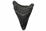 Juvenile Megalodon Tooth - South Carolina #340451-1